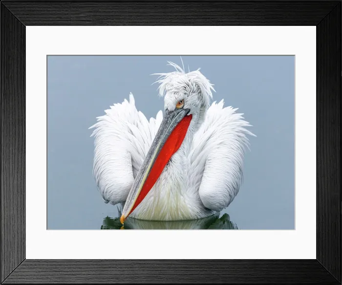 Framed Print : Dalmatian Pelican (Pelecanus crispus), Lake Kerkini, Northern Greece Framed Print : Dalmatian Pelican (Pelecanus crispus), Lake Kerkini, Northern Greece