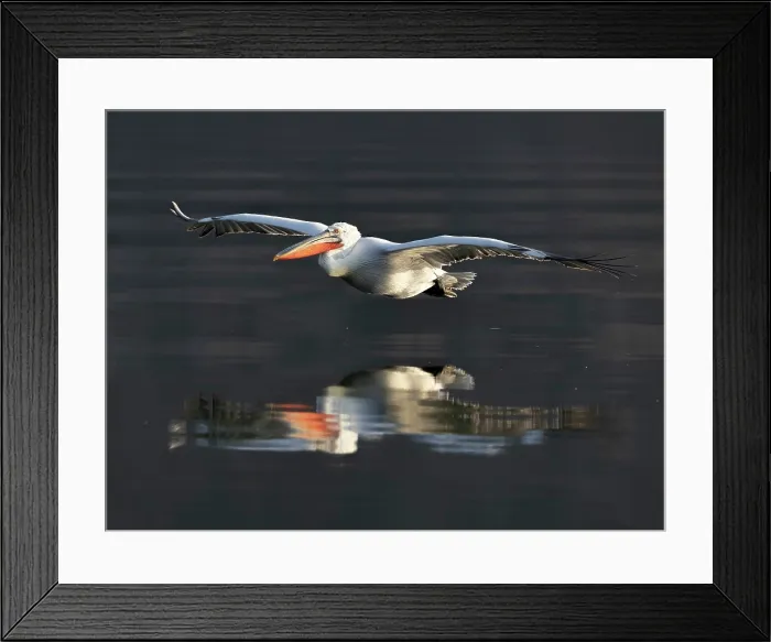 Framed Print : Dalmatian Pelican (Pelecanus crispus) in flight over Lake Kerkini, Northern Greece Framed Print : Dalmatian Pelican (Pelecanus crispus) in flight over Lake Kerkini, Northern Greece