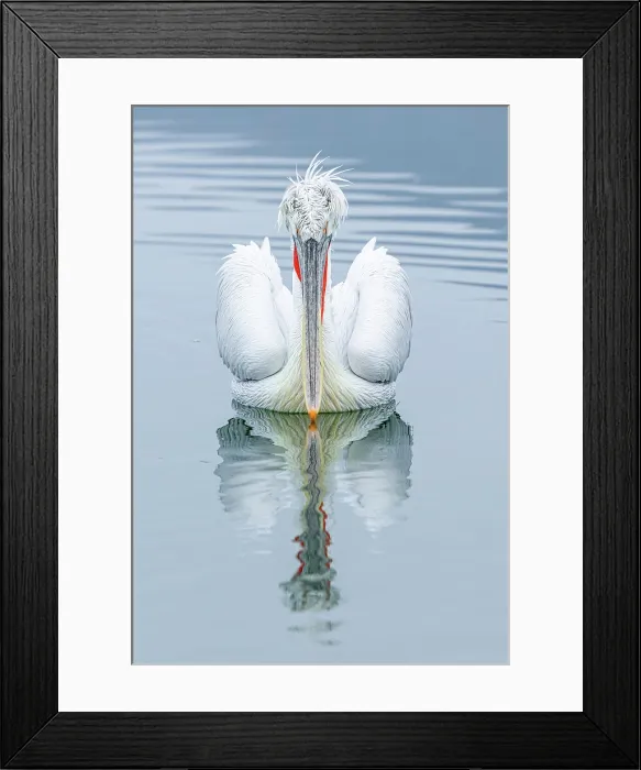 Framed Print : Dalmatian Pelican (Pelecanus crispus), Lake Kerkini, Northern Greece Framed Print : Dalmatian Pelican (Pelecanus crispus), Lake Kerkini, Northern Greece