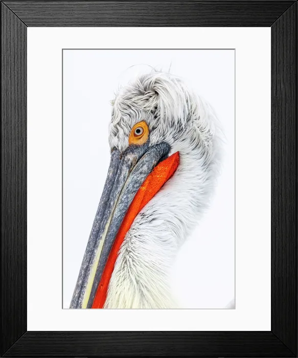 Framed Print : Dalmatian Pelican (Pelecanus crispus), Lake Kerkini, Northern Greece Framed Print : Dalmatian Pelican (Pelecanus crispus), Lake Kerkini, Northern Greece