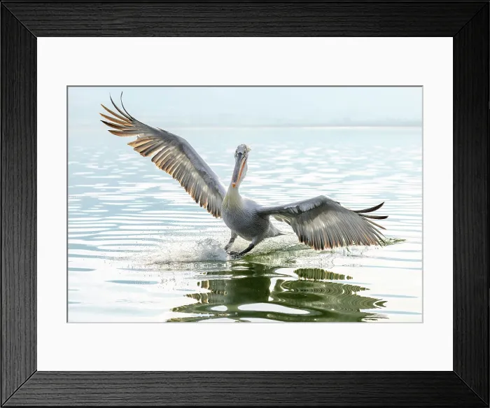 Framed Print : Dalmatian Pelican (Pelecanus crispus) landing on Lake Kerkini, Northern Greece Framed Print : Dalmatian Pelican (Pelecanus crispus) landing on Lake Kerkini, Northern Greece