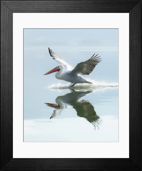 Framed Print : Dalmatian Pelican (Pelecanus crispus) landing on Lake Kerkini, Northern Greece Framed Print : Dalmatian Pelican (Pelecanus crispus) landing on Lake Kerkini, Northern Greece