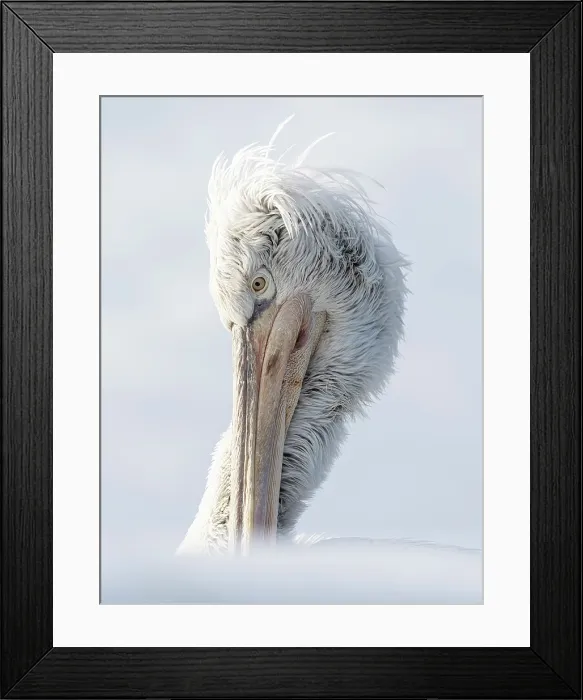 Framed Print : Dalmatian Pelican (Pelecanus crispus), Lake Kerkini, Northern Greece Framed Print : Dalmatian Pelican (Pelecanus crispus), Lake Kerkini, Northern Greece