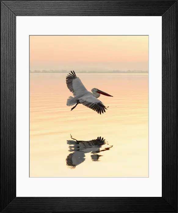 Framed Print : Dalmatian Pelican (Pelecanus crispus) in flight over Lake Kerkini, at sunrise, Northern Greece Framed Print : Dalmatian Pelican (Pelecanus crispus) in flight over Lake Kerkini, at sunrise, Northern Greece