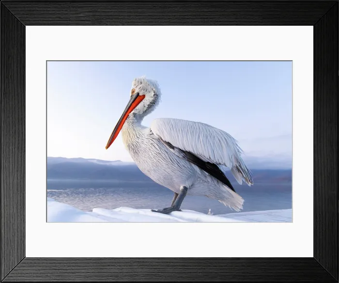 Framed Print : Dalmatian Pelican (Pelecanus crispus), Lake Kerkini, Northern Greece Framed Print : Dalmatian Pelican (Pelecanus crispus), Lake Kerkini, Northern Greece