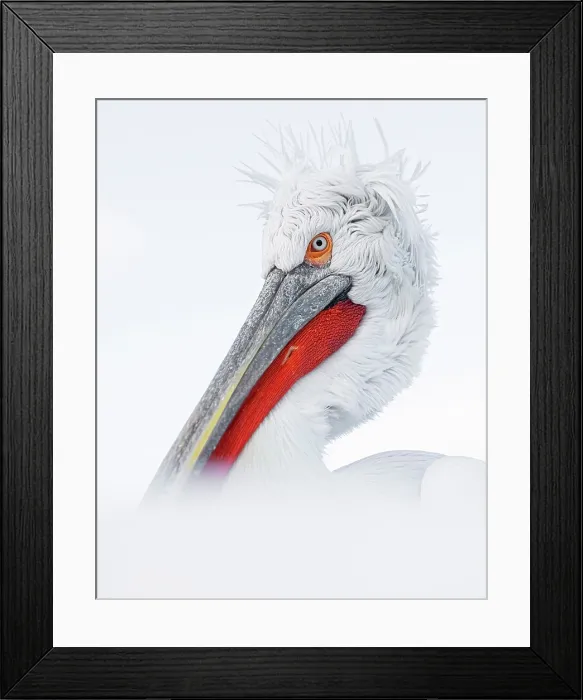 Framed Print : Dalmatian Pelican (Pelecanus crispus), Lake Kerkini, Northern Greece Framed Print : Dalmatian Pelican (Pelecanus crispus), Lake Kerkini, Northern Greece