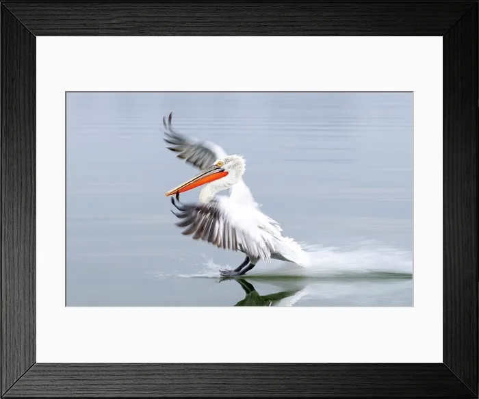 Framed Print : Dalmatian Pelican (Pelecanus crispus) landing on Lake Kerkini, Northern Greece Framed Print : Dalmatian Pelican (Pelecanus crispus) landing on Lake Kerkini, Northern Greece
