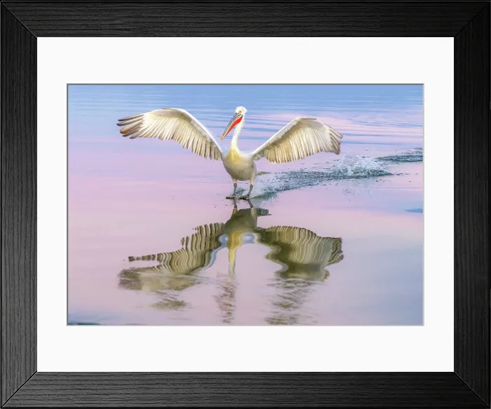 Framed Print : Dalmatian Pelican (Pelecanus crispus) landing on Lake Kerkini at dusk, Northern Greece Framed Print : Dalmatian Pelican (Pelecanus crispus) landing on Lake Kerkini at dusk, Northern Greece