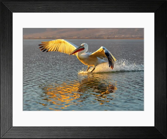 Framed Print : Dalmatian Pelican (Pelecanus crispus) landing on Lake Kerkini at sunrise, Northern Greece Framed Print : Dalmatian Pelican (Pelecanus crispus) landing on Lake Kerkini at sunrise, Northern Greece