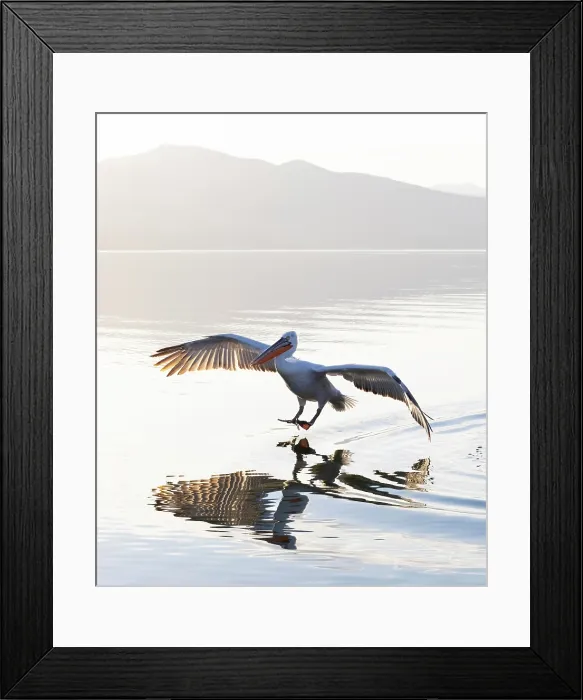Framed Print : Dalmatian Pelican (Pelecanus crispus) landing on Lake Kerkini, Northern Greece Framed Print : Dalmatian Pelican (Pelecanus crispus) landing on Lake Kerkini, Northern Greece