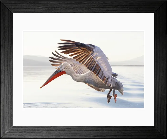 Framed Print : Dalmatian Pelican (Pelecanus crispus) landing on Lake Kerkini, Northern Greece Framed Print : Dalmatian Pelican (Pelecanus crispus) landing on Lake Kerkini, Northern Greece