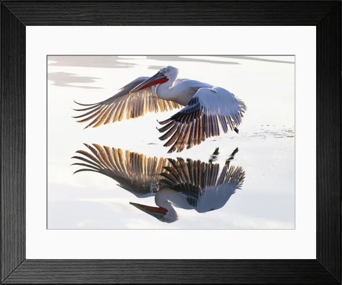 Framed Print : Dalmatian Pelican (Pelecanus crispus) landing on Lake Kerkini, Northern Greece Framed Print : Dalmatian Pelican (Pelecanus crispus) landing on Lake Kerkini, Northern Greece