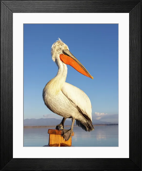 Framed Print : Dalmatian Pelican (Pelecanus crispus), Lake Kerkini, Northern Greece Framed Print : Dalmatian Pelican (Pelecanus crispus), Lake Kerkini, Northern Greece