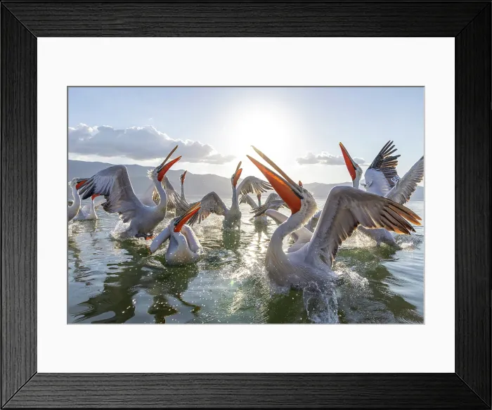 Framed Print : Dalmatian Pelicans (Pelecanus crispus), in a feeding frenzy, Lake Kerkini, Northern Greece Framed Print : Dalmatian Pelicans (Pelecanus crispus), in a feeding frenzy, Lake Kerkini, Northern Greece