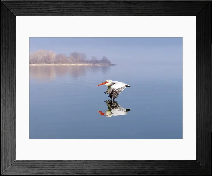 Framed Print : Dalmatian Pelican (Pelecanus crispus) in flight over Lake Kerkini, Northern Greece Framed Print : Dalmatian Pelican (Pelecanus crispus) in flight over Lake Kerkini, Northern Greece