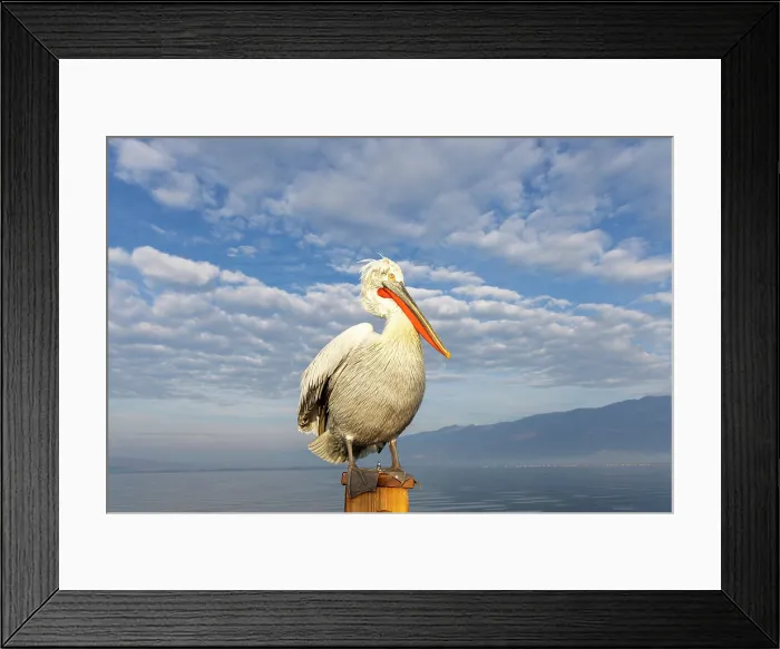 Framed Print : Dalmatian Pelican (Pelecanus crispus), Lake Kerkini, Northern Greece Framed Print : Dalmatian Pelican (Pelecanus crispus), Lake Kerkini, Northern Greece