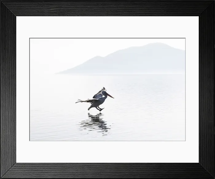 Framed Print : Dalmatian Pelican (Pelecanus crispus) landing on Lake Kerkini, Northern Greece Framed Print : Dalmatian Pelican (Pelecanus crispus) landing on Lake Kerkini, Northern Greece