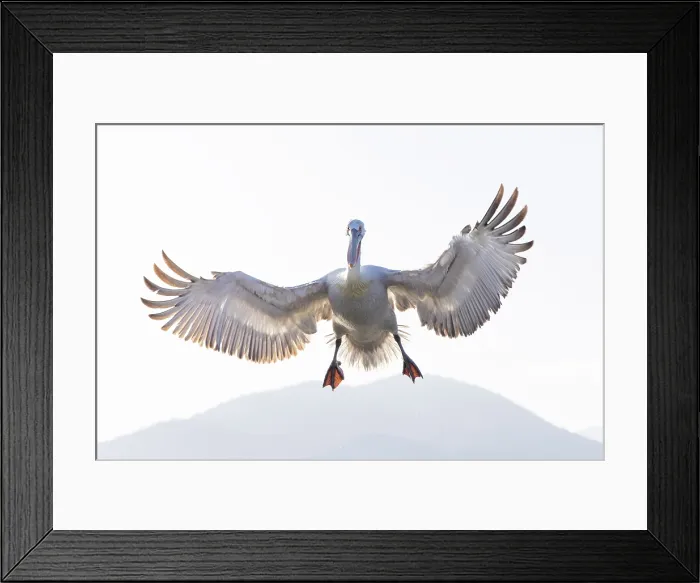Framed Print : Dalmatian Pelican (Pelecanus crispus) in flight over Lake Kerkini, Northern Greece Framed Print : Dalmatian Pelican (Pelecanus crispus) in flight over Lake Kerkini, Northern Greece