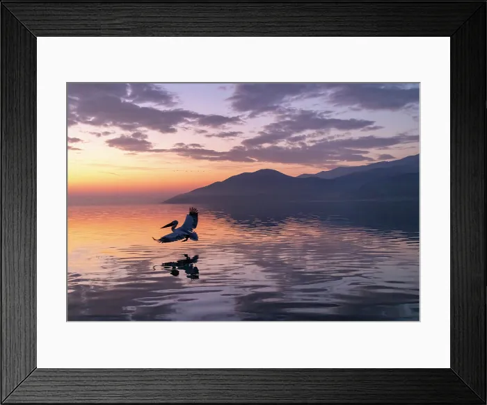 Framed Print : Dalmatian Pelican (Pelecanus crispus) landing on Lake Kerkini at dawn, Northern Greece Framed Print : Dalmatian Pelican (Pelecanus crispus) landing on Lake Kerkini at dawn, Northern Greece