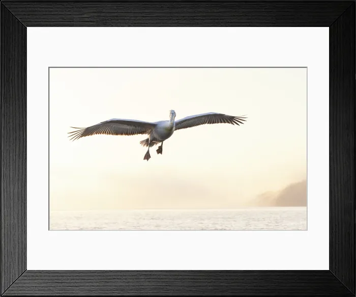 Framed Print : Dalmatian Pelican (Pelecanus crispus) in flight over Lake Kerkini, Northern Greece Framed Print : Dalmatian Pelican (Pelecanus crispus) in flight over Lake Kerkini, Northern Greece