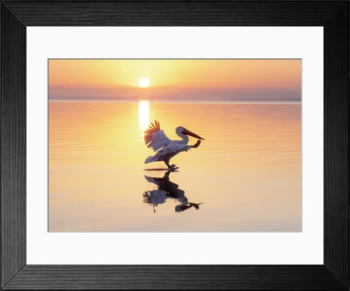 Framed Print : Dalmatian Pelican (Pelecanus crispus) landing on Lake Kerkini at sunrise, Northern Greece Framed Print : Dalmatian Pelican (Pelecanus crispus) landing on Lake Kerkini at sunrise, Northern Greece
