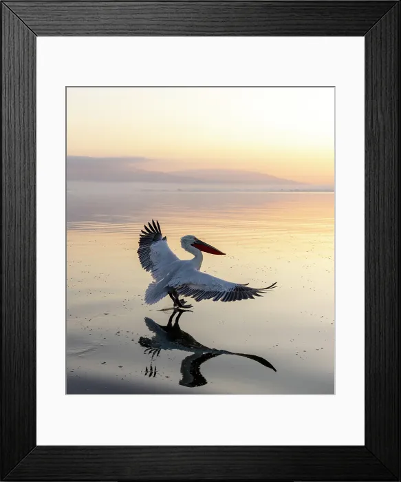 Framed Print : Dalmatian Pelican (Pelecanus crispus) landing on Lake Kerkini at sunrise, Northern Greece Framed Print : Dalmatian Pelican (Pelecanus crispus) landing on Lake Kerkini at sunrise, Northern Greece