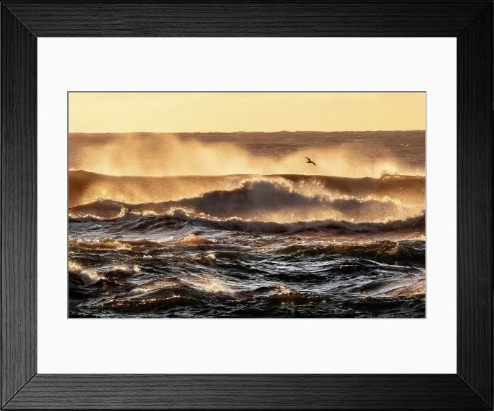 Framed Print : Seabird flying in front of crashing waves from the black sand beach (Diamond Beach) near Jokulsarlon Glacier Lagoon, South Iceland Framed Print : Seabird flying in front of crashing waves from the black sand beach (Diamond Beach) near Jokulsarlon Glacier Lagoon, South Iceland