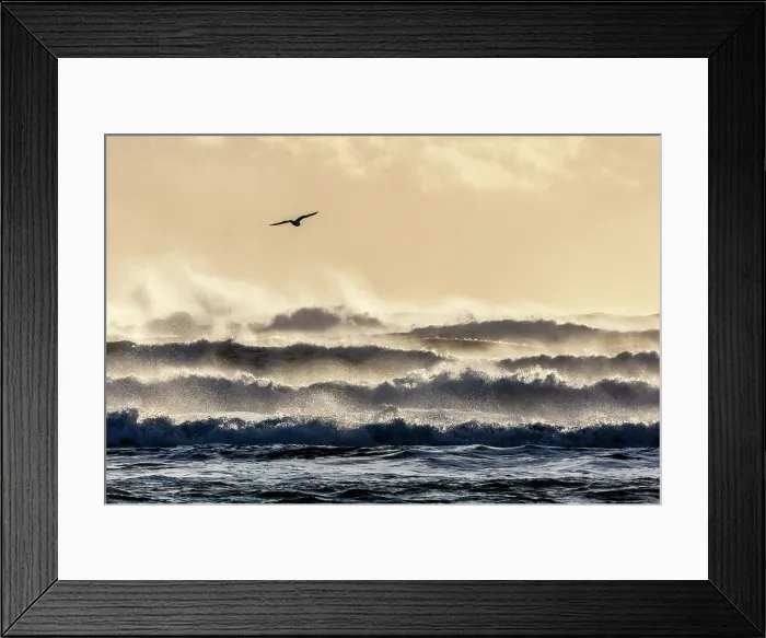 Framed Print : Seabird flying in front of crashing waves from the black sand beach (Diamond Beach) near Jokulsarlon Glacier Lagoon, South Iceland Framed Print : Seabird flying in front of crashing waves from the black sand beach (Diamond Beach) near Jokulsarlon Glacier Lagoon, South Iceland
