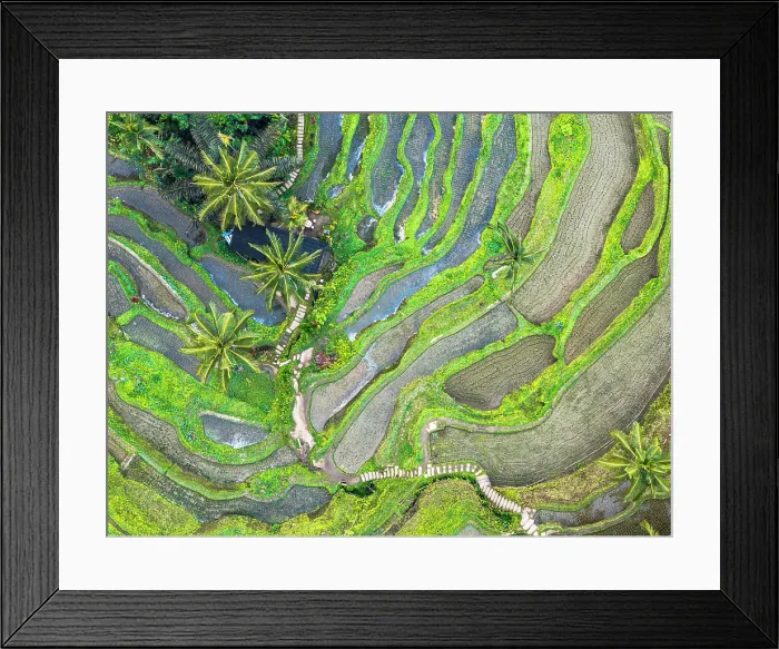Framed Print : Aerial view of rolling green paddy terraces, Bali, Indonesia