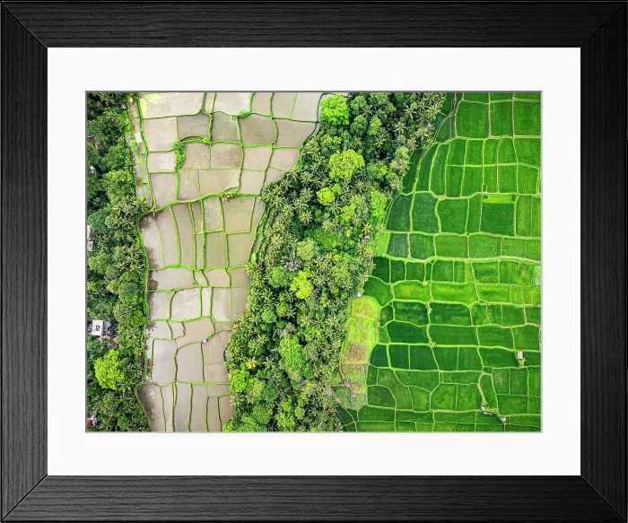 Framed Print : Overhead view of green terraced fields forming a patchwork, Ubud, Bali, Indonesia