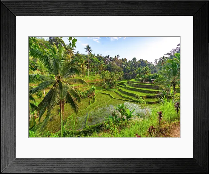 Framed Print : Lush palm trees and terraced fields, Ubud, Bali, Indonesia Framed Print : Lush palm trees and terraced fields, Ubud, Bali, Indonesia