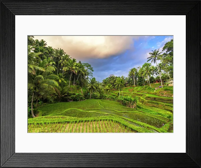 Framed Print : Lush palm trees and terraced fields, Ubud, Bali, Indonesia Framed Print : Lush palm trees and terraced fields, Ubud, Bali, Indonesia