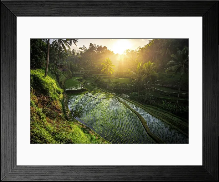 Framed Print : Rice terraces lit by the warm lights of sunrise, Ubud, Bali, Indonesia Framed Print : Rice terraces lit by the warm lights of sunrise, Ubud, Bali, Indonesia