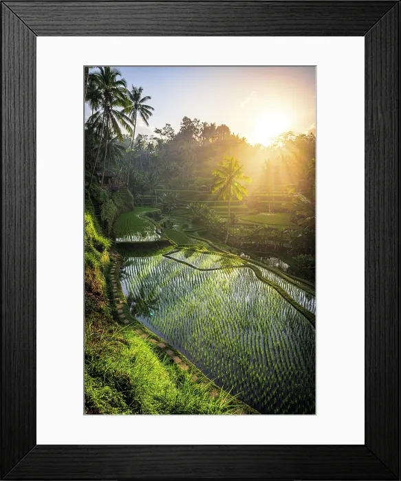 Framed Print : Sunrise over lush terraced fields, Ubud, Bali, Indonesia Framed Print : Sunrise over lush terraced fields, Ubud, Bali, Indonesia