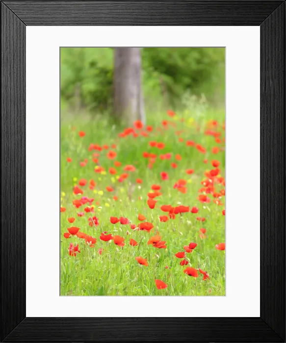 Framed Print : Poppies in long grass, near San Quirico d'Orcia, Tuscany, Italy Framed Print : Poppies in long grass, near San Quirico d'Orcia, Tuscany, Italy