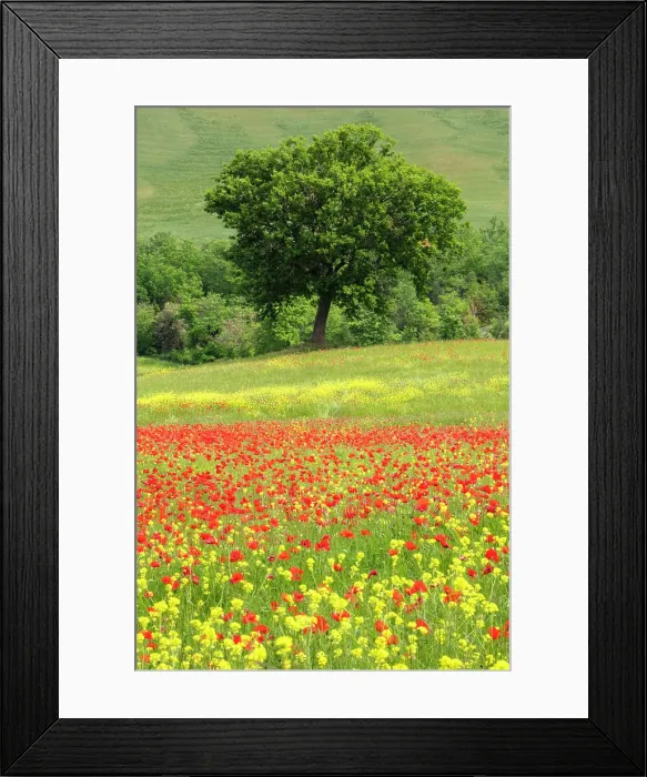 Framed Print : Poppy field and tree, near Montalcino, Tuscany, Italy Framed Print : Poppy field and tree, near Montalcino, Tuscany, Italy