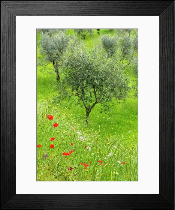 Framed Print : Poppies and olive tree, near San Quirico d'Orcia, Tuscany, Italy Framed Print : Poppies and olive tree, near San Quirico d'Orcia, Tuscany, Italy