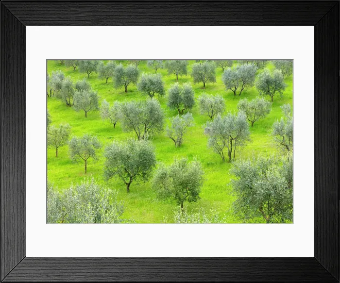 Framed Print : Olive trees in green grass field, near Montalcino, Tuscany, Italy