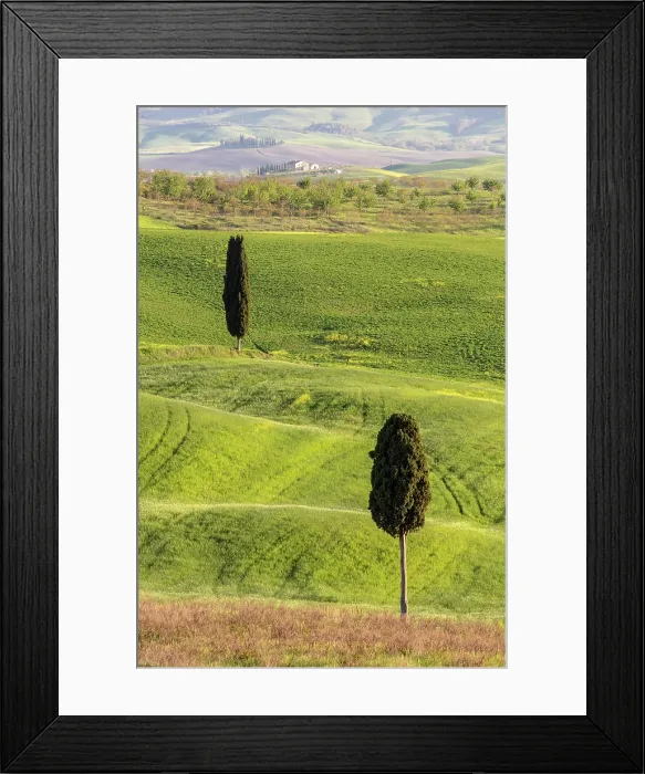 Framed Print : Cypress trees and rolling green fields, Val d'Orcia, near Pienza, Tuscany, Italy Framed Print : Cypress trees and rolling green fields, Val d'Orcia, near Pienza, Tuscany, Italy