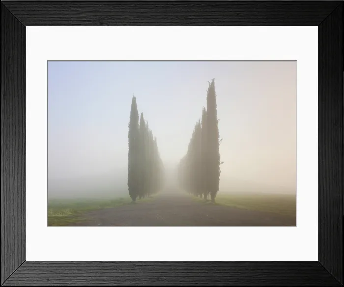 Framed Print : Cypress trees in the mist at dawn, Poggio Covili, Val d'Orcia, near San Quirico d'Orcia, Tuscany, Italy Framed Print : Cypress trees in the mist at dawn, Poggio Covili, Val d'Orcia, near San Quirico d'Orcia, Tuscany, Italy