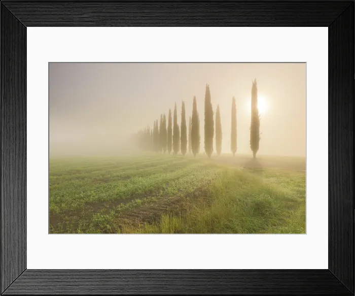 Framed Print : Cypress trees in the mist at sunrise, , Val d'Orcia, near San Quirico d'Orcia, Tuscany, Italy Framed Print : Cypress trees in the mist at sunrise, , Val d'Orcia, near San Quirico d'Orcia, Tuscany, Italy