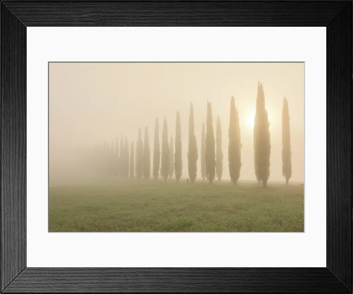 Framed Print : Cypress trees in the mist at dawn, Poggio Covili, Val d'Orcia, near San Quirico d'Orcia, Tuscany, Italy Framed Print : Cypress trees in the mist at dawn, Poggio Covili, Val d'Orcia, near San Quirico d'Orcia, Tuscany, Italy