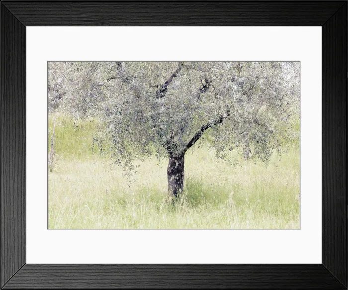 Framed Print : Olive tree, Montisi, Montalcino, Province of Siena, Tuscany, Italy Framed Print : Olive tree, Montisi, Montalcino, Province of Siena, Tuscany, Italy