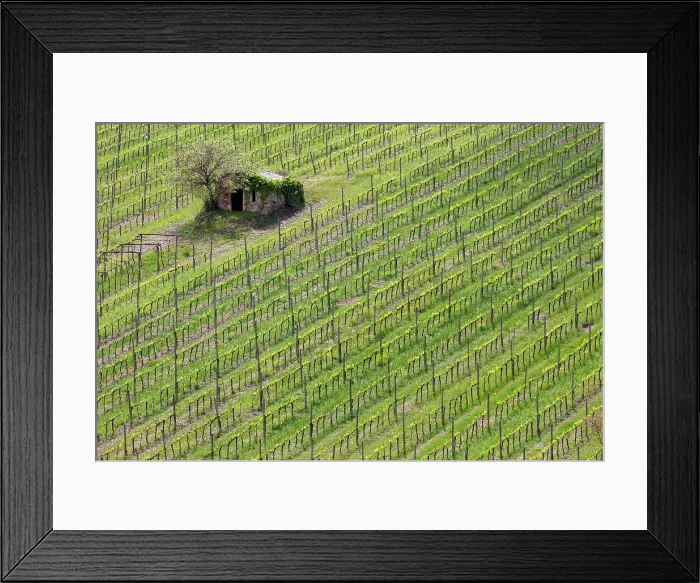 Framed Print : Vines and old stone barn, near Montalcino, Tuscany, Italy Framed Print : Vines and old stone barn, near Montalcino, Tuscany, Italy