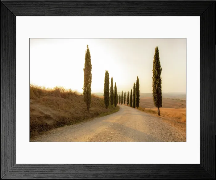 Framed Print : Cypress trees and gravel road at sunset, Val d'Orcia, Tuscany, Italy Framed Print : Cypress trees and gravel road at sunset, Val d'Orcia, Tuscany, Italy
