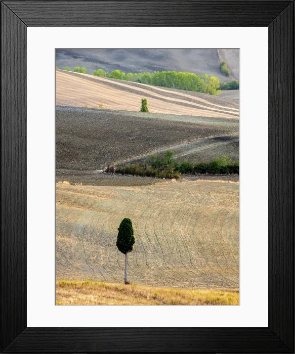 Framed Print : Cypress trees in ploughed fields in late summer, Val d'Orcia, Tuscany, Italy Framed Print : Cypress trees in ploughed fields in late summer, Val d'Orcia, Tuscany, Italy