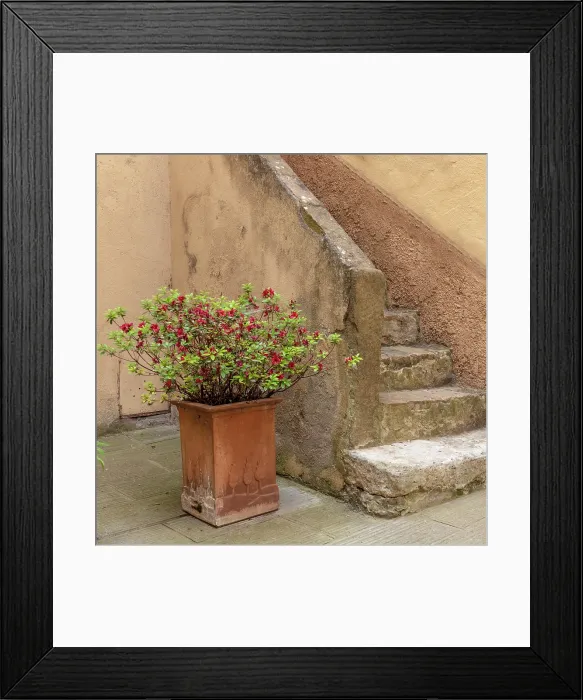 Framed Print : Old stone steps with potted plant, Lucignano d'Asso, Province of Siena, Tuscany, Italy