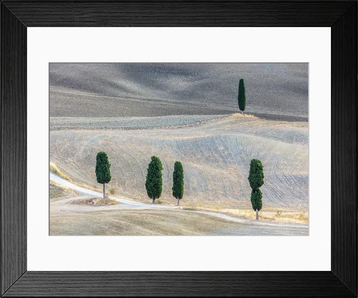 Framed Print : Cypress trees in ploughed fields in late summer, Val d'Orcia, Tuscany, Italy Framed Print : Cypress trees in ploughed fields in late summer, Val d'Orcia, Tuscany, Italy