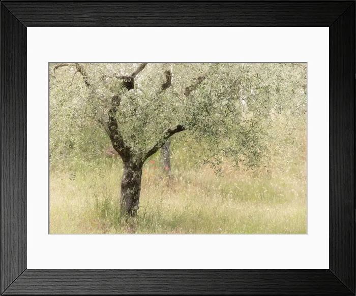Framed Print : Olive tree, Montisi, Montalcino, Province of Siena, Tuscany, Italy Framed Print : Olive tree, Montisi, Montalcino, Province of Siena, Tuscany, Italy