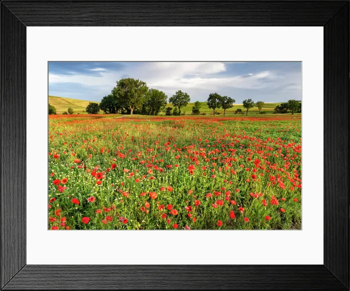 Framed Print : Poppy field bathed in evening light, near San Quirico d'Orcia, Tuscany, Italy Framed Print : Poppy field bathed in evening light, near San Quirico d'Orcia, Tuscany, Italy